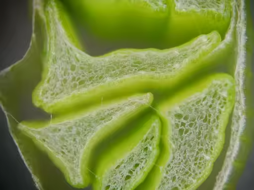 Photo au microscope partagée par un client