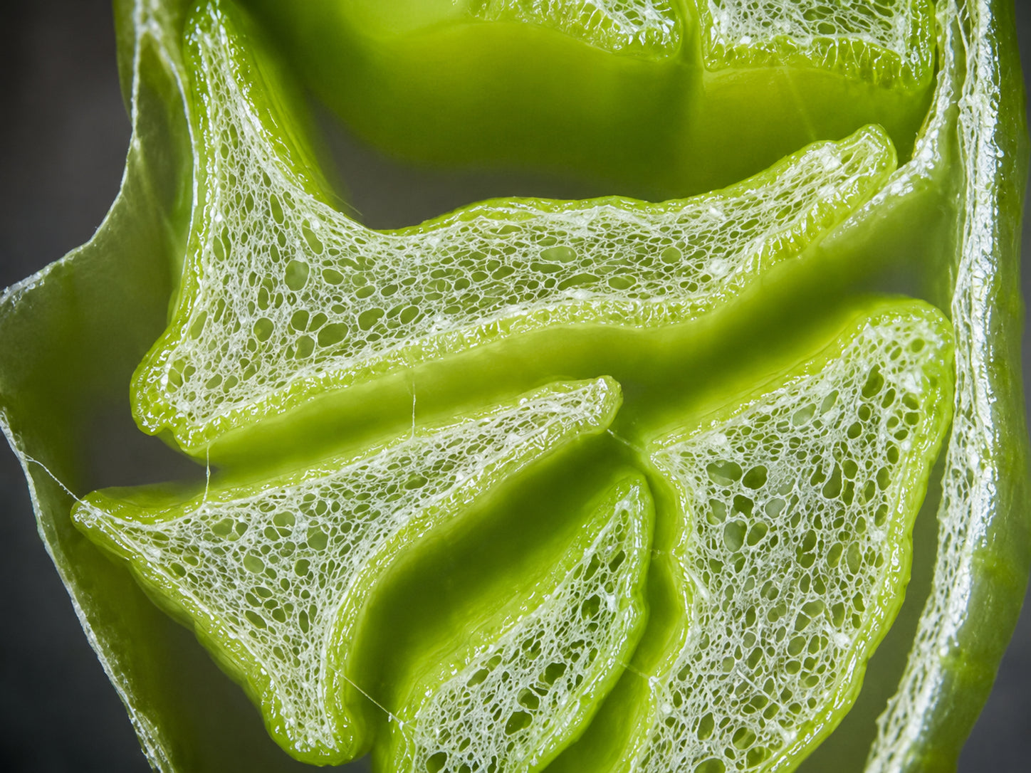 Photo au microscope partagée par un client