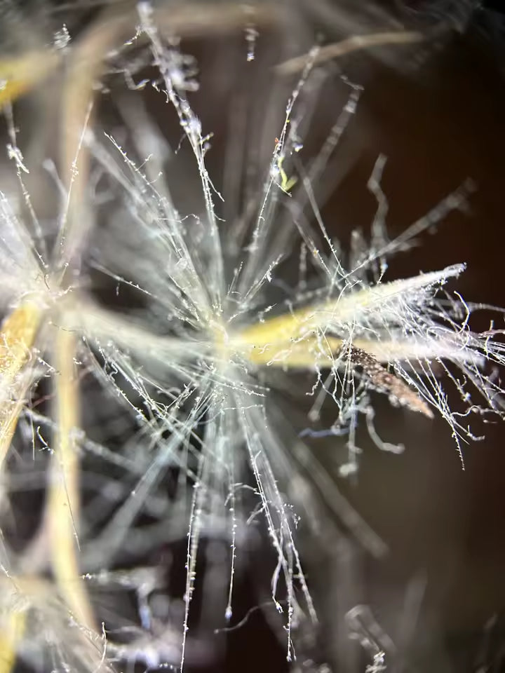 Photo au microscope partagée par un client